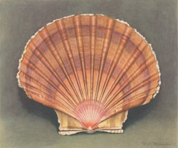 Pecten jacobaeus L